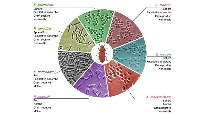 Different gut-derived microbial strains from red flour beetles, were imaged in brightfield (pseudo-coloured for enhanced contrast). Schematic of the red flour beetle is created in BioRender (M. S. (2024) BioRender.com/y37r627). Different gut-derived microbial strains from red flour beetles, were imaged in brightfield (pseudo-coloured for enhanced contrast). Schematic of the red flour beetle is created in BioRender (M. S. (2024) BioRender.com/y37r627).