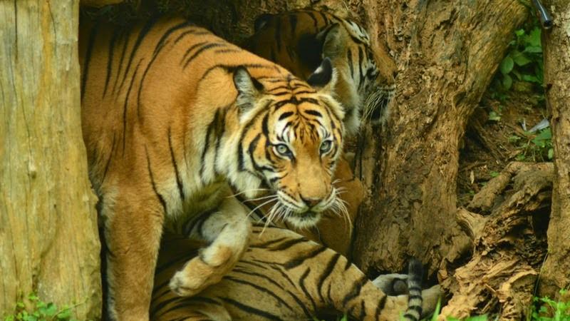 Tigers. Credit: Ramya Badrinath Tigers. Credit: Ramya Badrinath