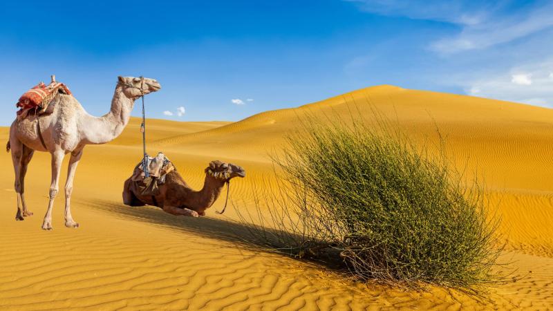 Representative image of desert Camels in a Desert