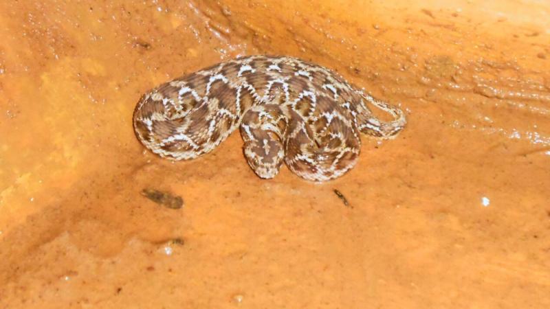 Saw-scaled Viper. Credit: Dennis Joy Saw-scaled Viper