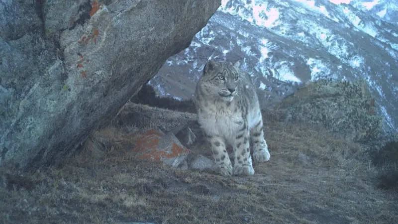 Snow leopard at Paddar, Kishtwar. Photo: Shahid Hameed and NCF. Snow leopard at Paddar, Kishtwar. Photo: Shahid Hameed and NCF.