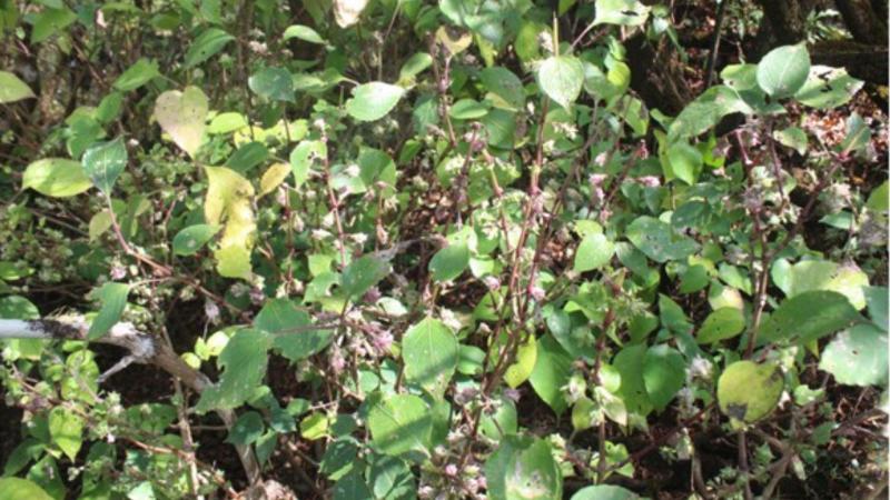 Strobilanthes sharavathiensis