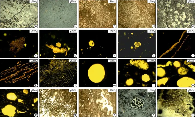 Representative photomicrographs of the various macerals and mineral matter recorded in the studied lignite samples. Representative photomicrographs of the various macerals and mineral matter recorded in the studied lignite samples.