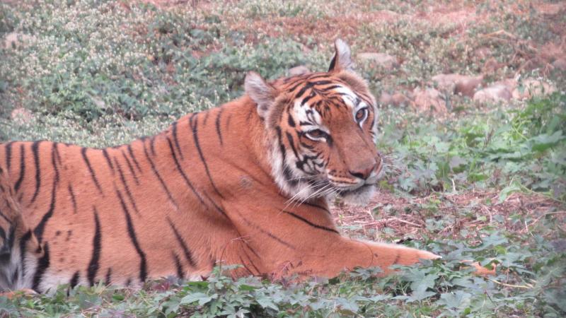 Tiger