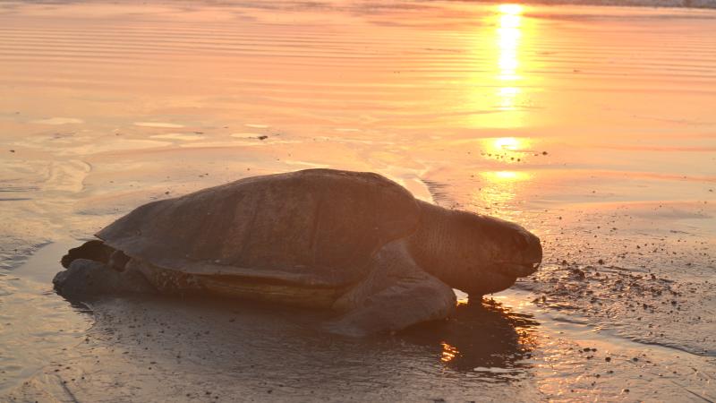 Sea Turtle