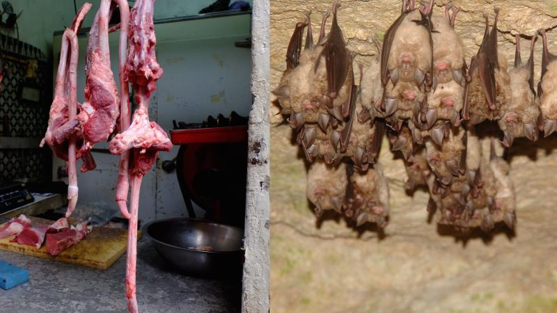 Meat market and Bat caves are well known sources of zoonotic pathogen Meat and bat caves
