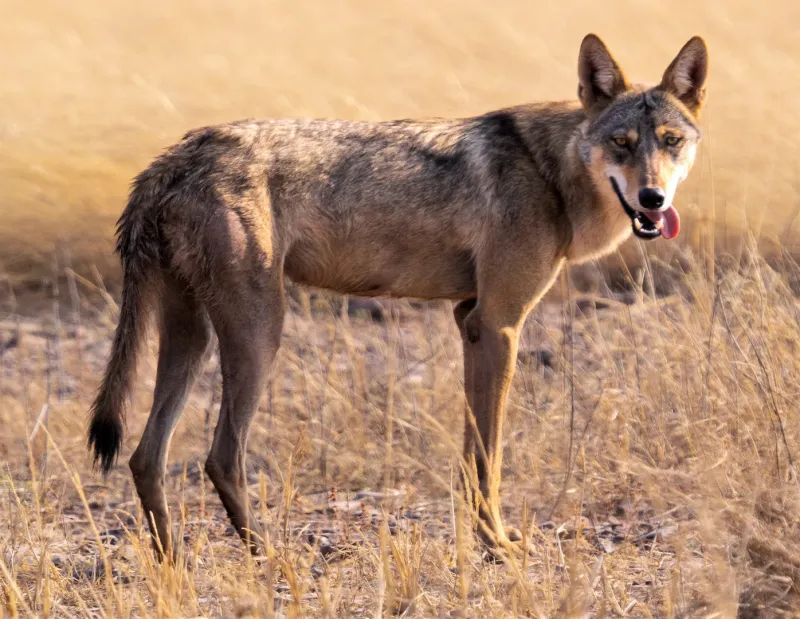 A generational shift among shepherds threatens the survival of the Indian wolf