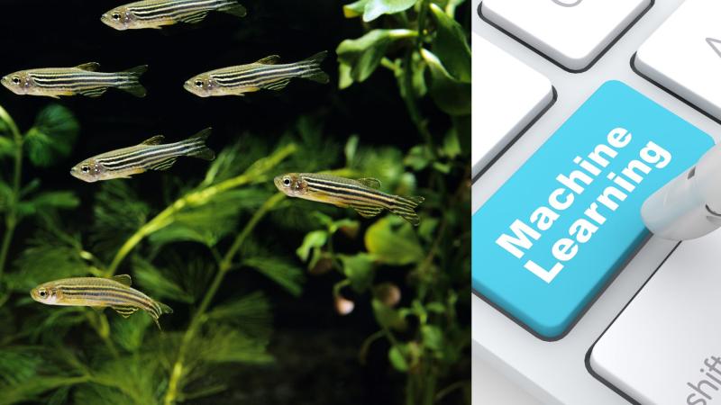 Zebra fish Zebra fish