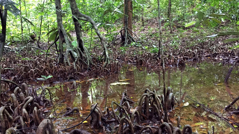 Diatoms respond to changes in the water of Myristica swamps A Myristica swamp in the Western Ghat mountains, Karnataka. Photograph by Mital Thacker