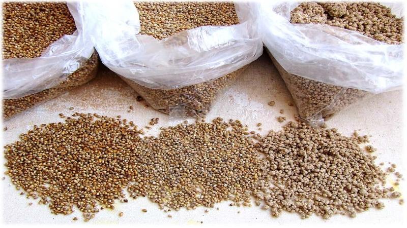 பட உபயம்: T K நளியக்கா (விக்கிமீடியா காமன்ஸ் வலைத்தளம்) பெருந்தொற்றுக் காலத்தில் உணவு பாதுகாப்பின்மையை எதிர்த்துப் போராட உதவும் சிறுதானியங்கள்