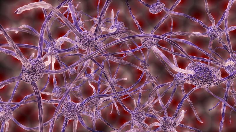 Image by MasterTux from Pixabay Scientists unravel a gene function that helps the genesis of neurons