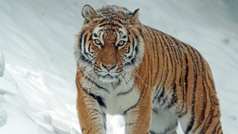 पूर्वोत्तर भारत में बाघों की आबादी नई ऊँचाई पर पूर्वोत्तर भारत में बाघों की आबादी नई ऊँचाई पर