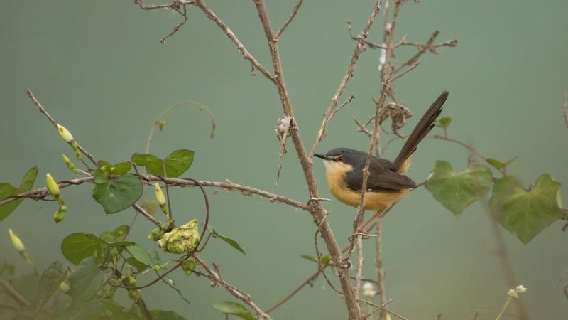 Listening to birds amidst the urban hustle-bustle   