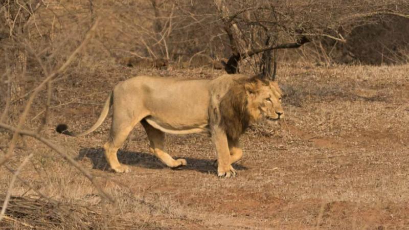 Asiatic Lion | Gir National Park, Gujarat. Image by UdayKumar28, Wikimedia Commons, CC-BY-SA 4.0 Genetic diversity in India’s lions is dangerously low, and that’s a big problem