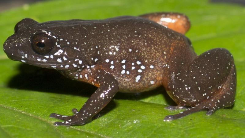Astrobatrachus kurichiyana, the new frog species discovered in the Western Ghats Credits: IISc press release IISc researchers describe a new starry frog from the Western Ghats