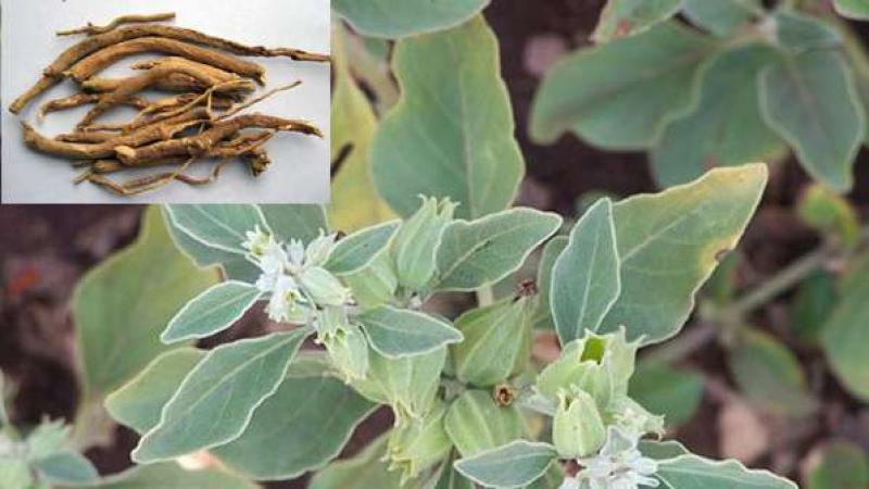 Vermicompost betters the yield of Ashwagandha, shows study Guru Nanak Dev University, Amritsar and National Institute of Advanced Industrial Science & Technology, Japan, show that cultivating Ashwagandha organically with vermicompost can enrich the soil