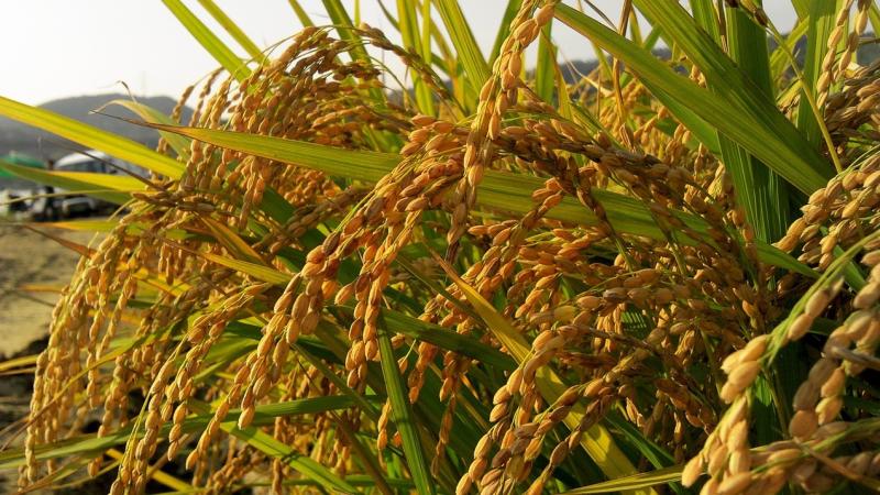 Researchers identify key genes that help rice adapt to water scarcity Researchers identify key genes that help rice adapt to water scarcity