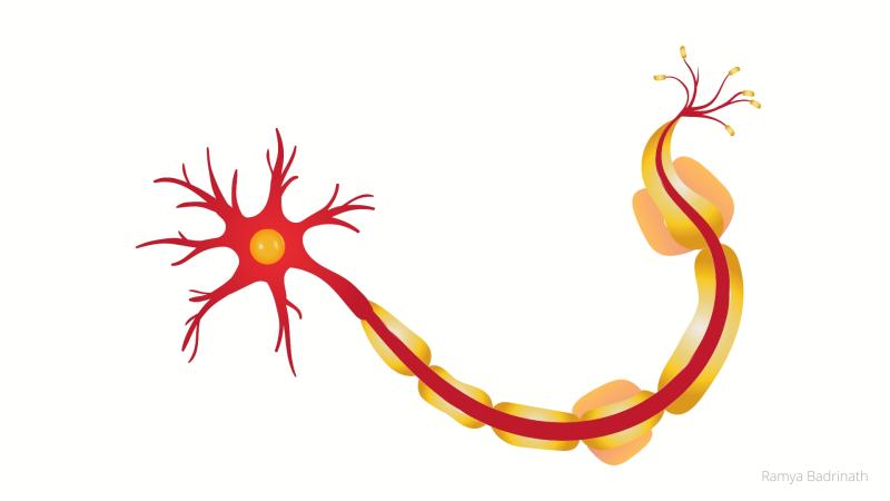 Representational Image of Axonal Atrophy | Image Credits - Ramya Badrinath New insights into the biomechanics of axonal atrophy can aid in finding a cure to neurodegenerative conditions