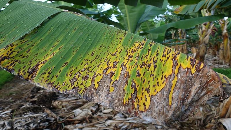 Black Sigatoka macroscopic view of lesions - severe stage | Credits - Dr. Scott Nelson, Wikimedia Commons, CC-BY-SA-2.0 Powered by Artificial Intelligence, smartphones can now ward off banana pests