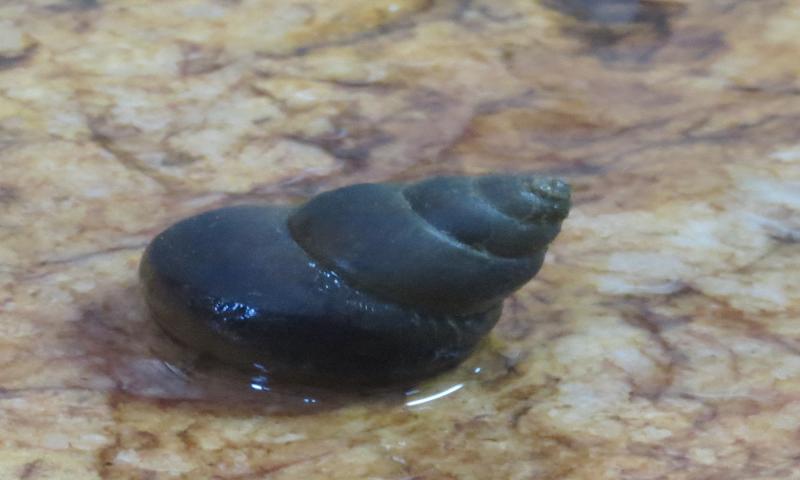 Bellamya bengalensis from Tamil Nadu. Photo credit - Maitreya Sil Mystery river snail reveals dispersal events into Indian subregion