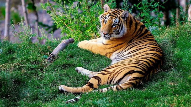 Indian tigers more stressed than their Russian cousins, shows study Indian tigers more stressed than their Russian cousins, shows study