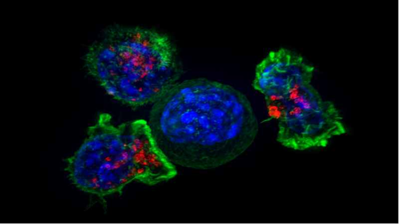 Identifying therapeutic targets by peeking inside the bladder cancer