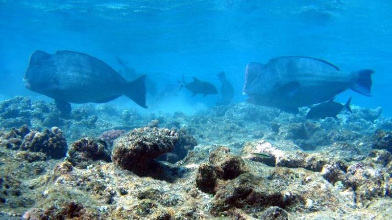 Researchers study the distribution of the Bumphead parrotfish in the corals of Andamans Researchers study the distribution of the Bumphead parrotfish in the corals of Andamans