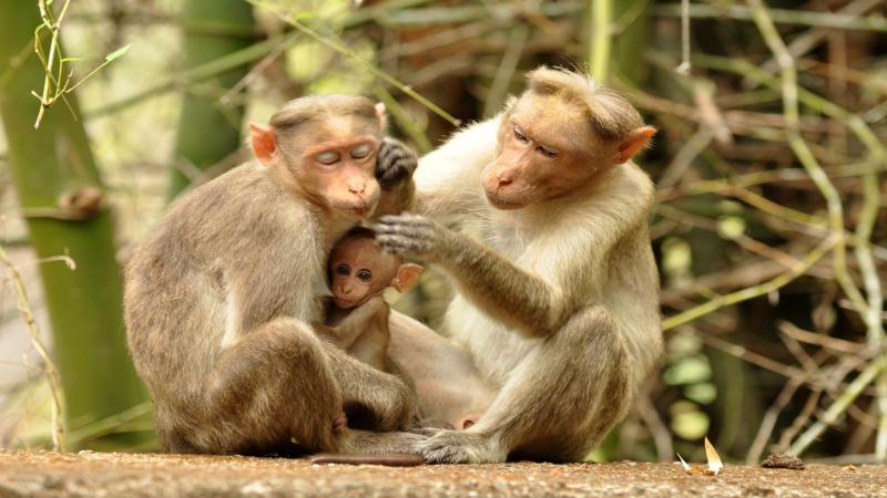 Bonnet macaque (Macaca radiata) | Image Credits - TR Shankar Raman, Wikimedia Commons CC BY-SA 4.0 Study finds monkeys use gestures to communicate, just like apes.