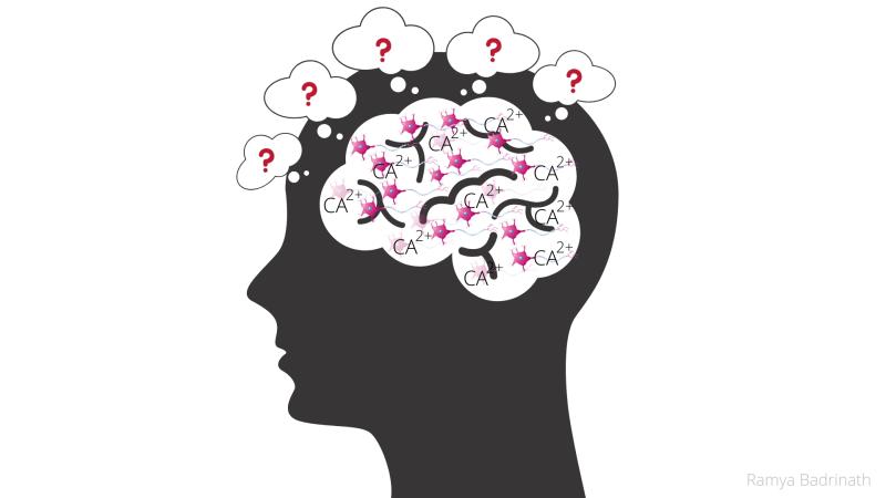Representational Image | Image credits - Ramya Badrinath Calcium regulation may be making way for new memories in your brain, finds study.