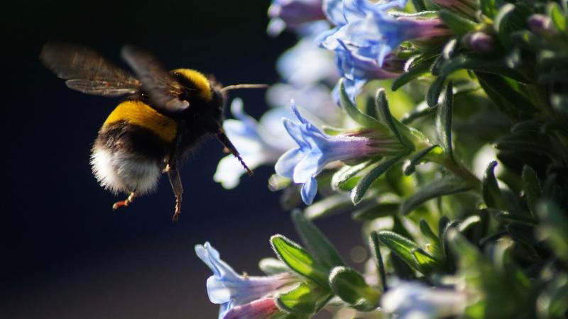 Photo by Carolien van Oijen on Unsplash Using virtual reality to understand how insects fly