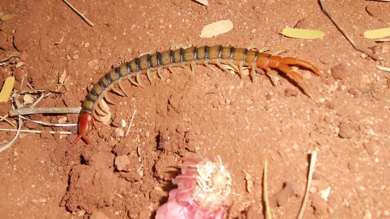 Image credit: Dennis C J/ Research Matters Representative image of Centipede
