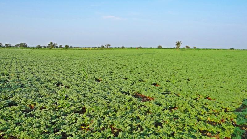 Image by Bishnu Sarangi from Pixabay Local bacteria may outcompete introduced ones, affecting chickpea yield