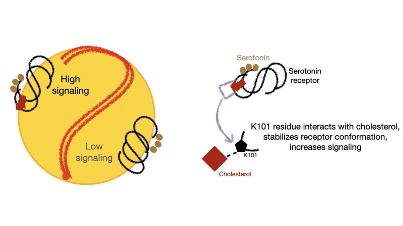A cholesterol aid inside cells to sense serotonin levels outside A cholesterol aid inside cells to sense serotonin levels outside