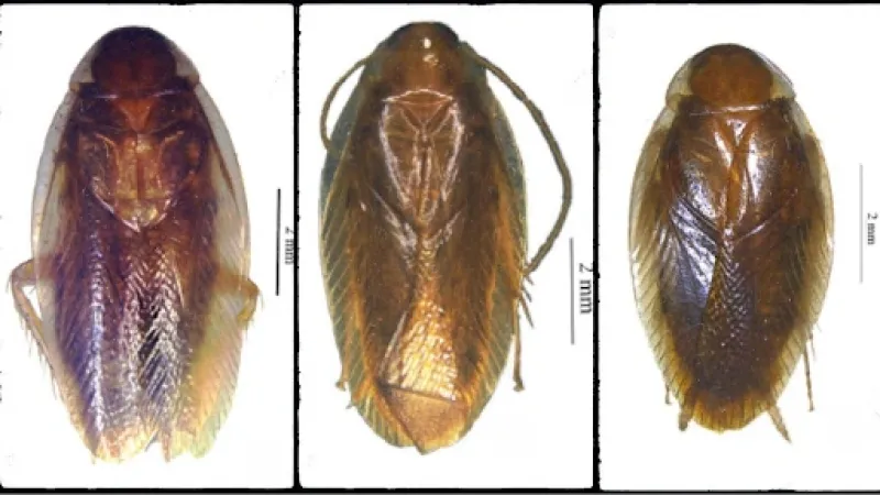 Image credits: Authors Two new species of Cockroaches discovered from Meghalaya and Jharkhand, first record of the genus from India