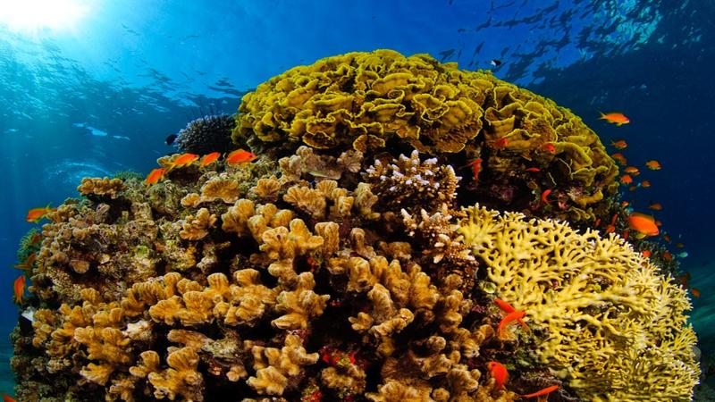 Corals in Red Sea | Credits - Hagainativ, via Wikimedia Commons, CC-BY-SA 3.0 When sea corals act as climate archives