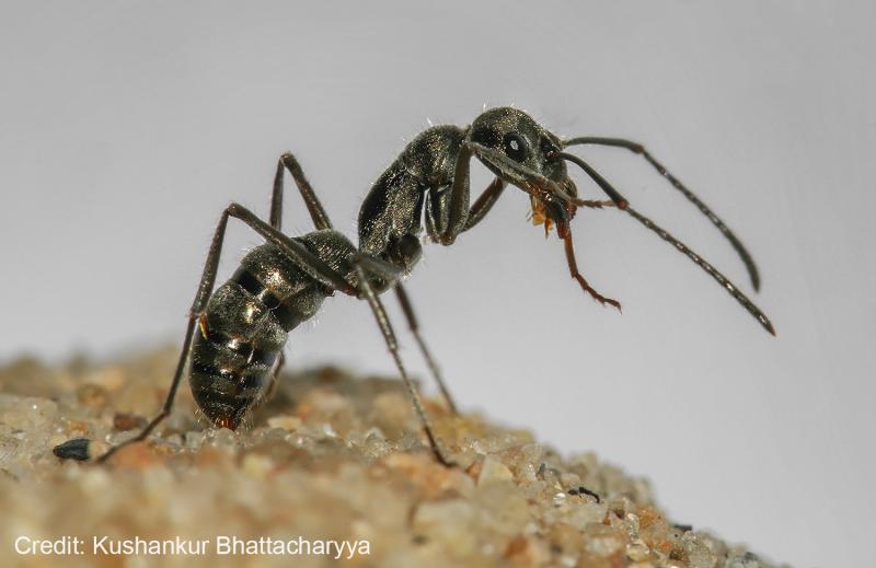 Diacamma indicum - Credits - Kushankur Bhattacharya, IISER Kolkata A walk on the pavement reveals the beauty of ant nests
