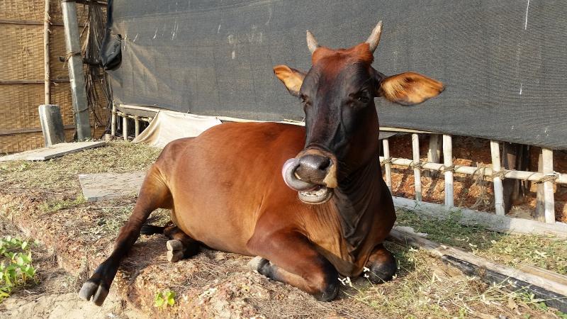 India, an emerging hotspot for antimicrobial resistance in farm animals, finds study