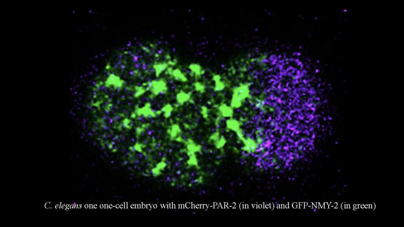 Credits - Dr. Sachin Kotak IISc study unravels vital proteins behind proper cell division