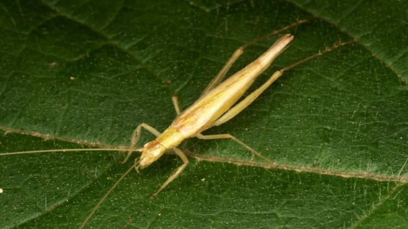 Image by Viraj Torsekar Sex without getting caught: Interactions between tree crickets and their predators