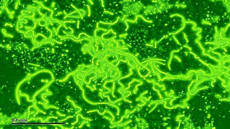 Image by Josef Reischig Boosting the protein production in cyanobacteria