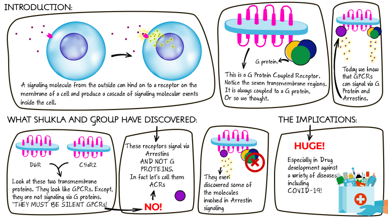 Image credits: ScientiFickly Silent receptors discovered to be not so silent