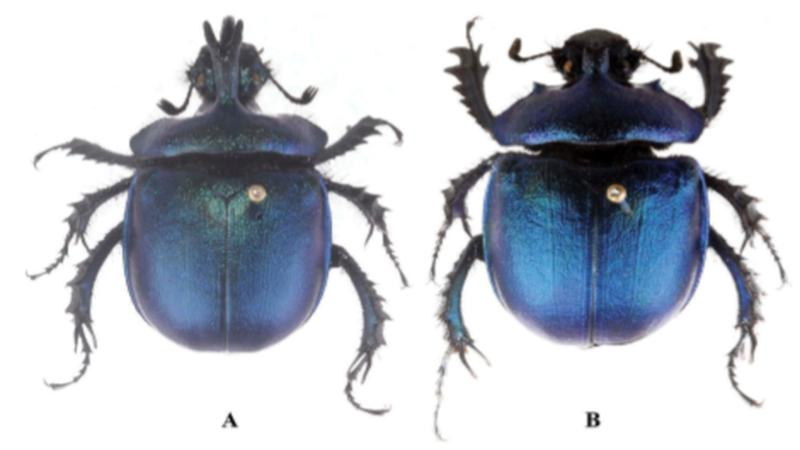 The new find Enoplotrupes tawangensis. A: Physical example of male E. tawangensis beetle, and B: A specimen representing a specific type of female E. tawangensis beetle. Image courtesy : Zoological Survey Of India A newly found species of dung beetle from Arunachal Pradesh adds to India’s biodiversity
