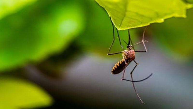 Photo by Syed Ali New technology could reduce delayed diagnosis and help differentiate malaria parasite species for effective treatment