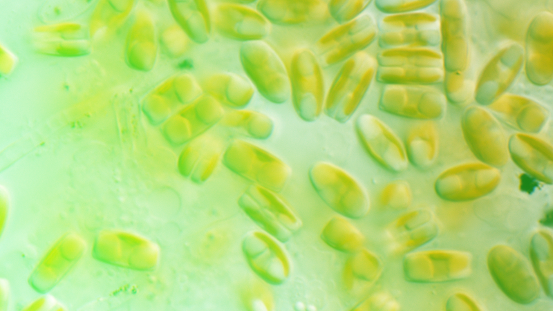 The microscopic world of diatoms The microscopic world of diatoms