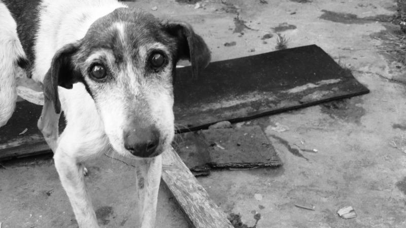 In pursuit of 6000-year-old canine cancer, scientists gain insights into the evolution of the disease In pursuit of 6000-year-old canine cancer, scientists gain insights into the evolution of the disease