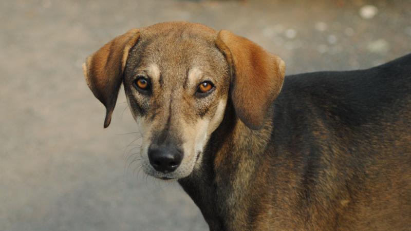 ಚಿತ್ರ: ಪುರಬಿ ದೇಶಪಾಂಡೆ