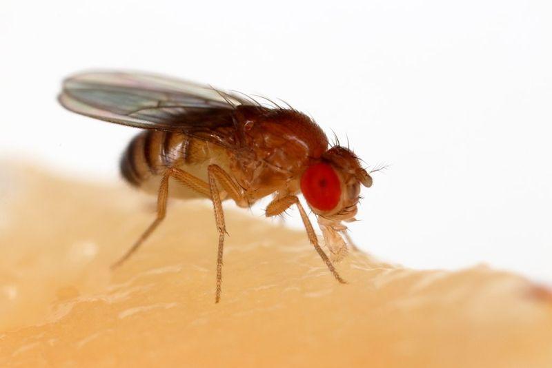 A fruit fly (Drosophila melanogaster) feeding off a banana. Image: Sanjay Acharya - CC-by-SA.