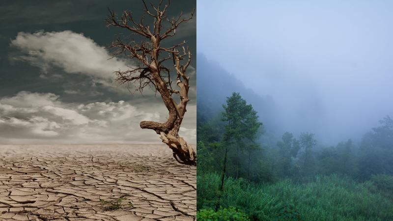 Drought or Rain? Drogut and monsoon Rain