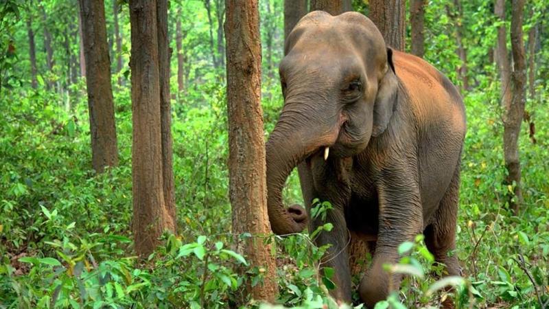 Jumbos in trouble: Asian elephants set to lose almost half of their present habitat, says study Jumbos in trouble: Asian elephants set to lose almost half of their present habitat, says study