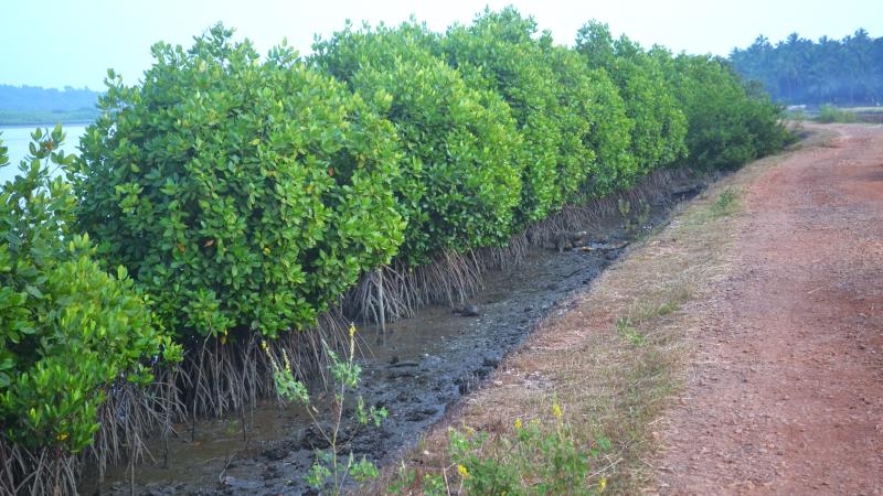 Mangroves Mangroves